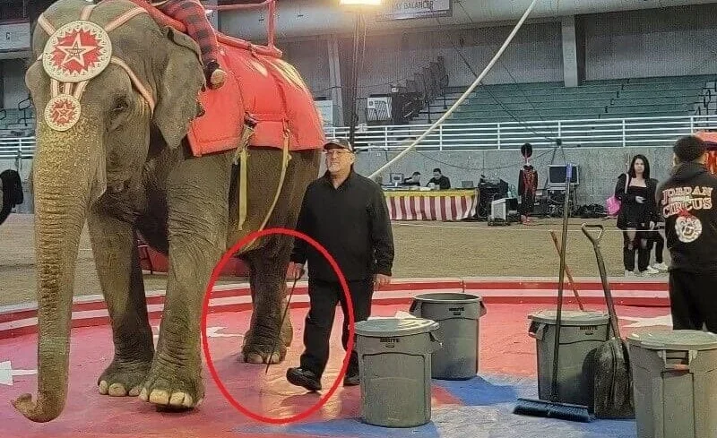 Jordan World Circus Ends Elephant Performances Following Decades of Advocacy and Concerns Over the Welfare of Elderly Viola