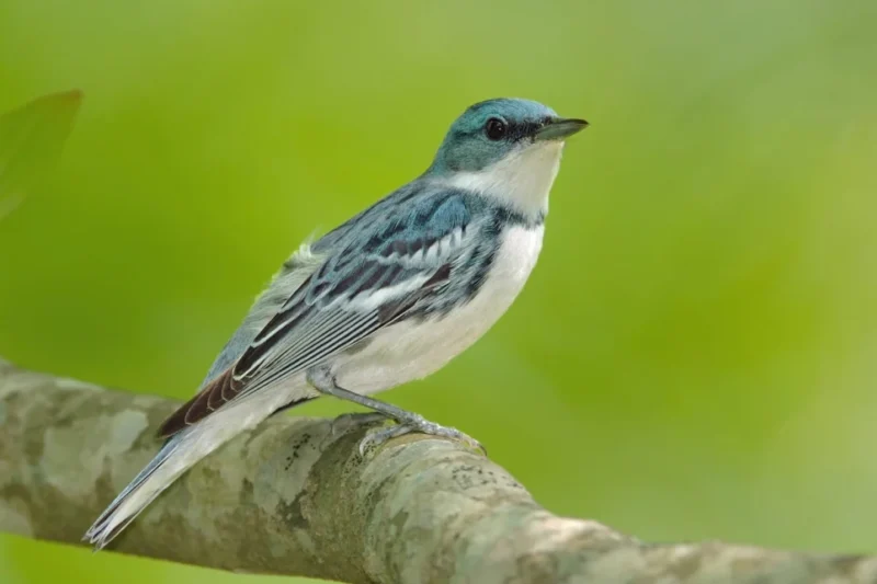 Joseph H Ellis, Advisory Group Member and Visionary Conservationist, Mourned by BirdLife International