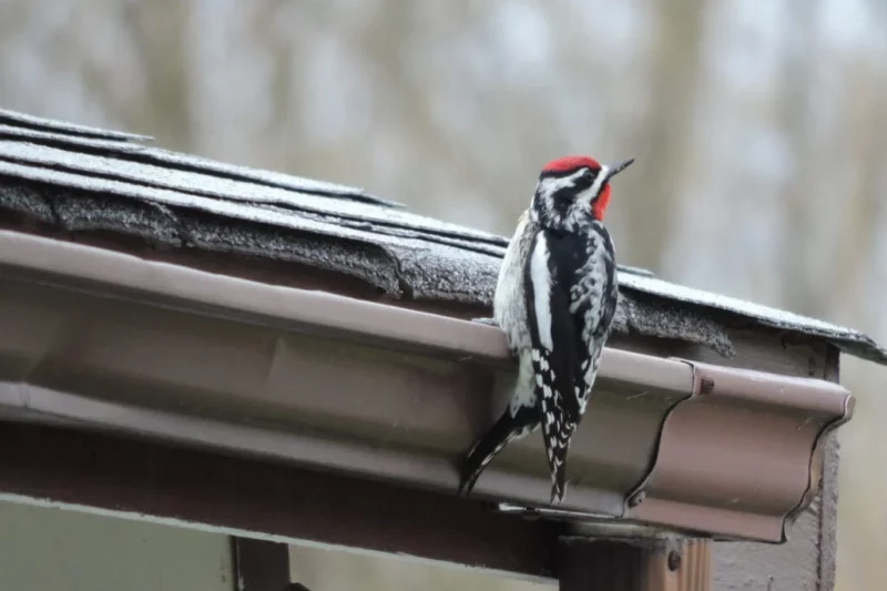 Minnesota’s Woodpecker Diversity: A Comprehensive Guide to the State’s Eight Species