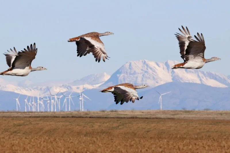 Navigating the Green Energy Revolution: Sensitivity Maps Emerge as Crucial Tools for Protecting Avian Biodiversity