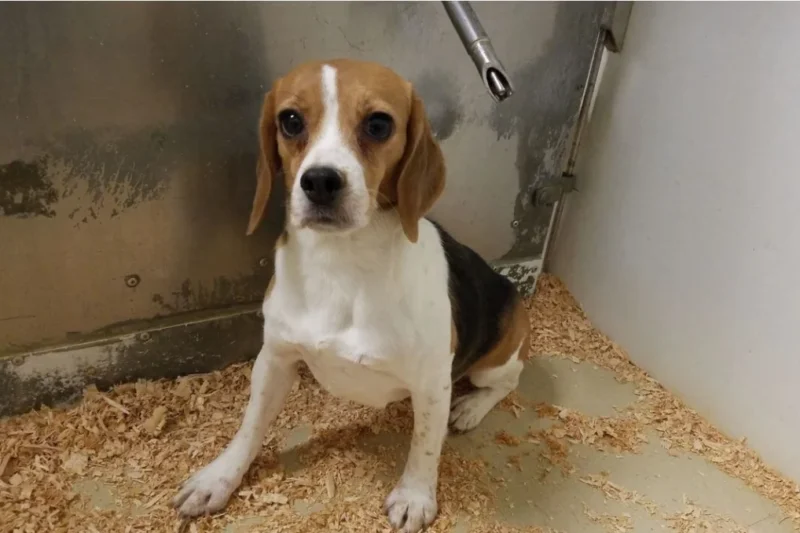 Nearly 70 Animals Liberated as Controversial Research Laboratory Red Beast Enterprises Shuts Down Following PETA Investigation
