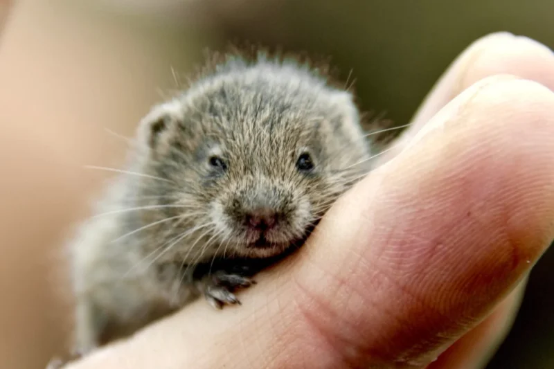 OHSU Gets Voles Drunk, Covers Up Videos, and Gets Caught by PETA
