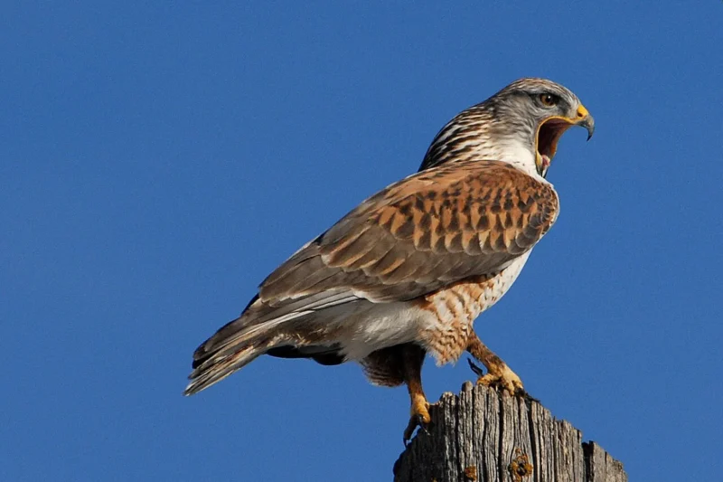 Oregon’s Majestic Raptors: A Comprehensive Guide to Birds of Prey in the Beaver State