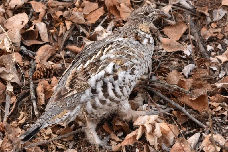 Pennsylvania’s Backyard Avian Diversity: A Comprehensive Guide to Common Bird Species