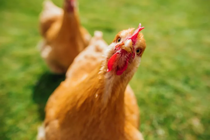 PETA Advocates for Integration of Plant-Based JUST Meat in Educational Institution Cafeterias for the 2026-2027 Academic Year