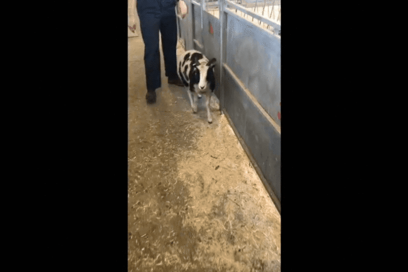 PETA Investigation Alleges Ethical Violations and Cruelty in Neurodegenerative Research at UMass Chan Medical School