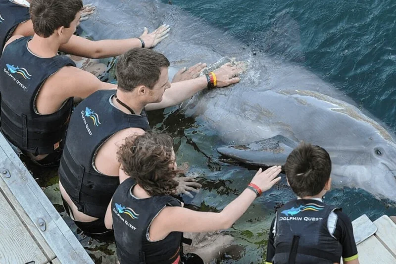 PETA Petitions Federal Trade Commission to Investigate Dolphin Research Center Over Alleged Deceptive Sanctuary Marketing Practices