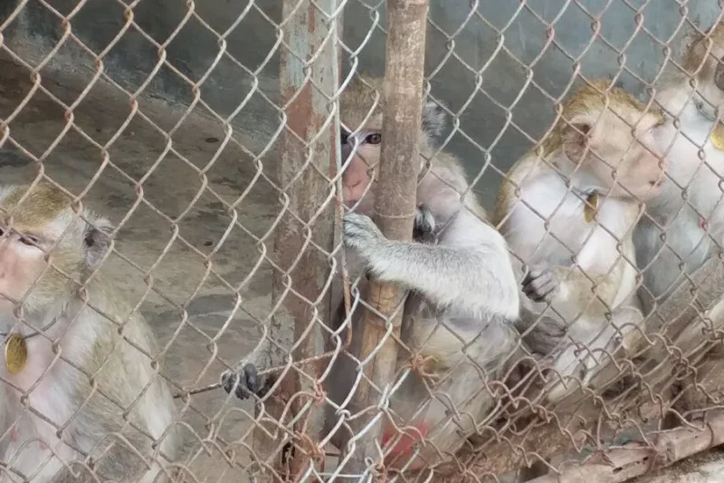PETA Report Reveals Widespread Drug-Resistant Shigella in US Research Primates Raising Urgent Public Health Concerns