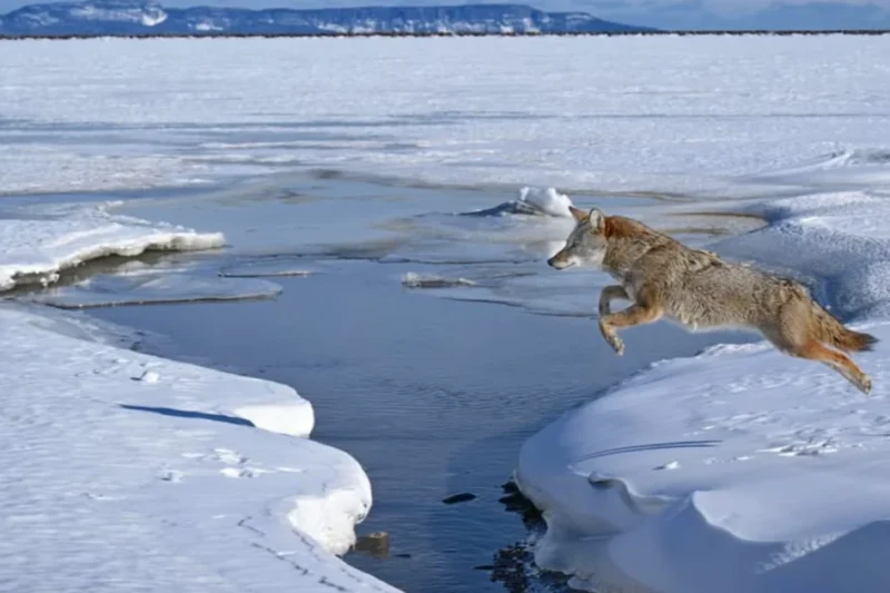 Photographer Captures Breathtaking Shot of Coyote Leaping Across Icy Lake Superior Gap After Four Years of Patient Fieldwork