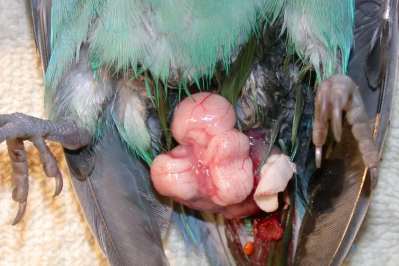 Reproductive Disease in Female Psittacine Birds