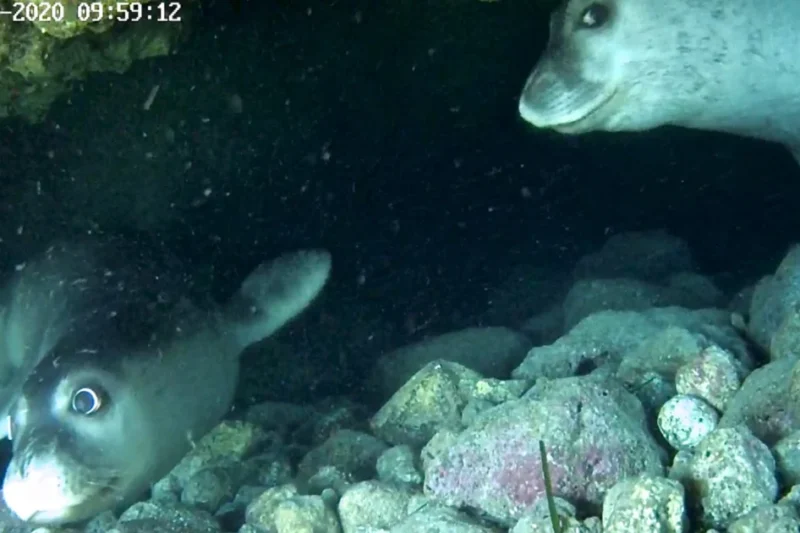 Scientists Use Remote Cameras to Discover How Rare Mediterranean Monk Seals Use Secret Underwater Bubble Caves to Avoid Human Disturbance