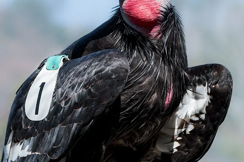 Six Decades of Soaring Hope: Topa Topa, the California Condor Who Redefined Conservation