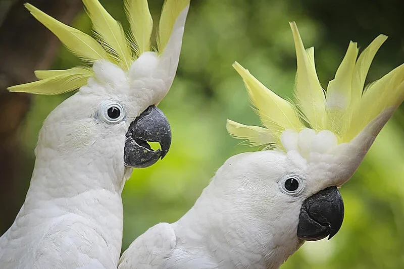 Social Learning in Wild Cockatoos Reveals Complex Avian Societies Mirroring Human Cultural Transmission