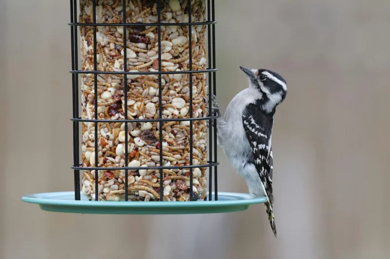 Squirrels and Bird Feeders: A Delicate Balance Between Coexistence and Conflict