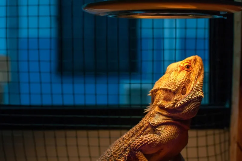 Sunburned! An Evidence-Based Update on UVB Lighting for Captive Exotic Species