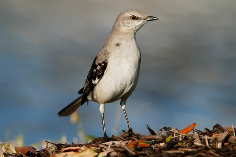 Texas: A Birdwatcher’s Paradise Beyond the Cowboys and Barbecue