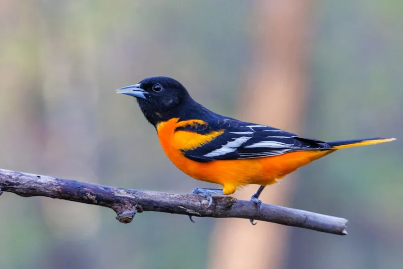 The 16 Backyard Birds of Maryland: Essential for Ecosystem Health and Backyard Beauty