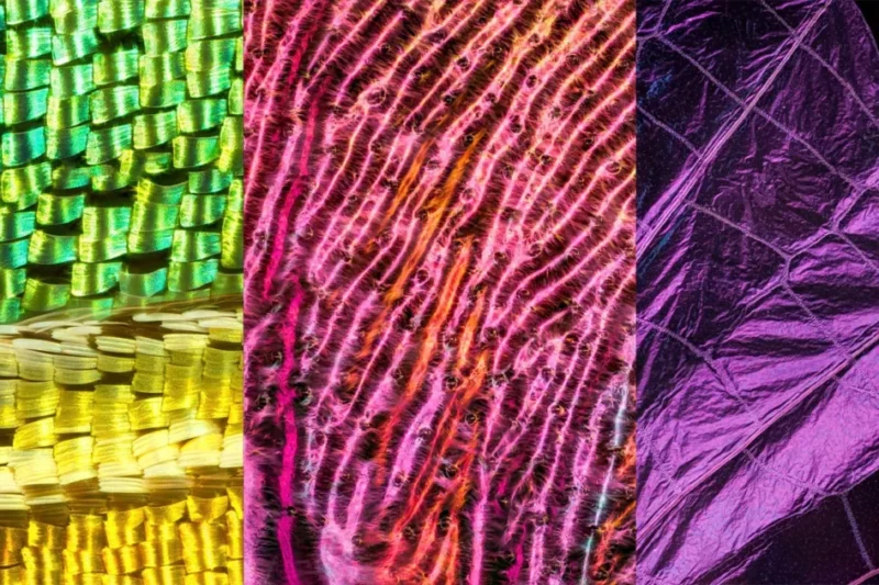 The Architecture of Iridescence Chris Perani Unveils the Microscopic Majesty of Insect Wings through Advanced Macro Imaging Techniques