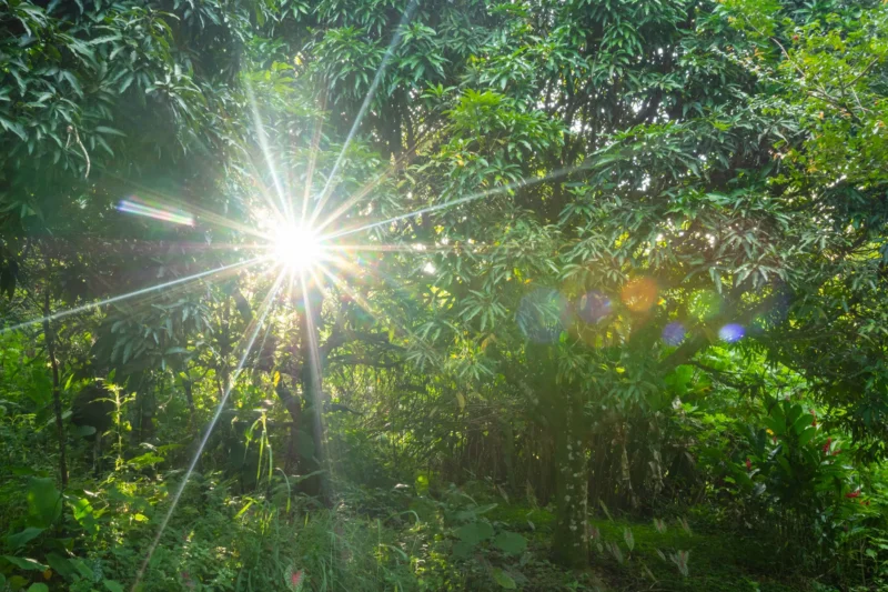The Atlantic Forest Endures: Resilience and Renewal in the Face of Decades of Deforestation