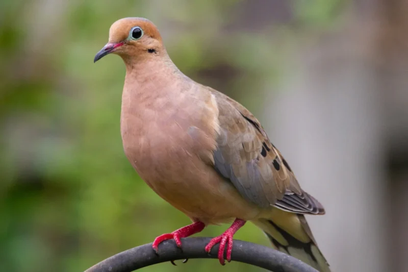 The Avian Jewels of the Empire State: A Comprehensive Guide to New York’s Backyard Birds