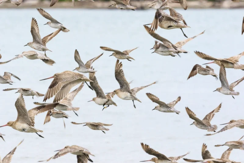 The Changing Journeys of Migratory Birds Signal Urgent Strain on Earth’s Vital Natural Systems