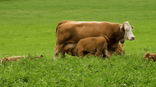 The Coffee Bean and Tea Leaf to Eliminate Surcharge for Plant Based Milk Options Following PETA Campaign