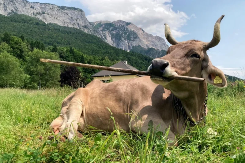 The Cow Who Rewrites the Script: Veronika’s Tool Use Challenges Assumptions of Bovine Intelligence