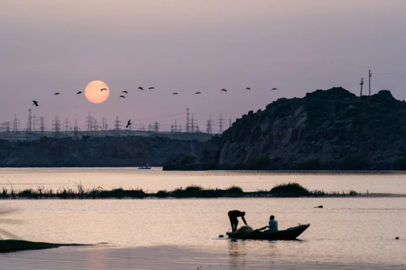 The Decline of Migratory Birds Serves as a Stark Warning for Global Environmental Health