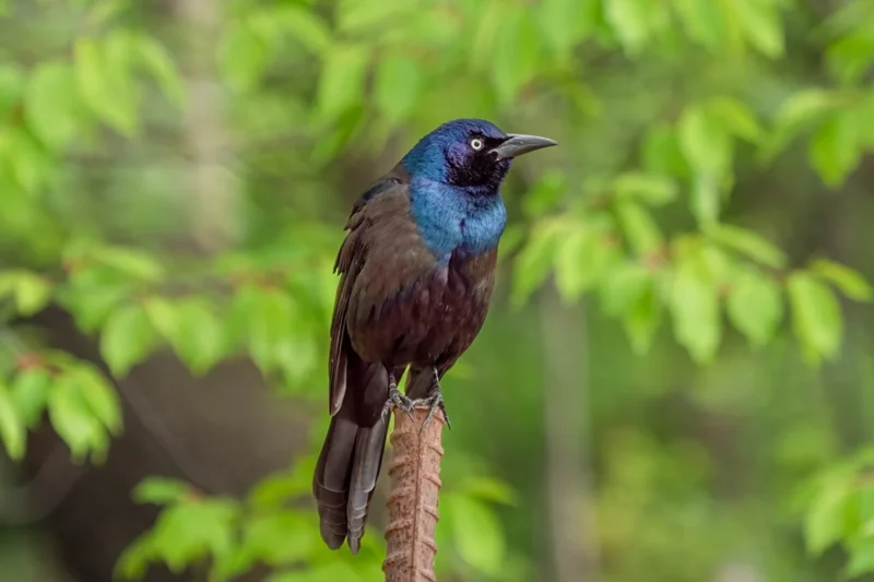 The Elusive Allure of Black Birds with Blue Heads: A Symphony of Light and Structure