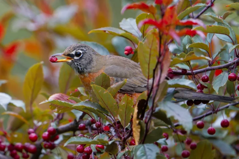 The Enigmatic Roost: Unveiling the Secret Sleeping Habits of the American Robin