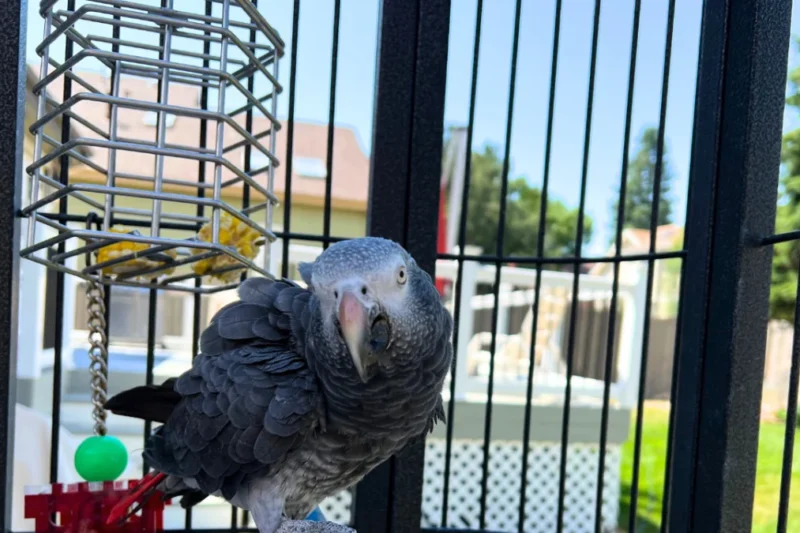 The Essential Guide to Comprehensive Enrichment for African Grey Parrots: Fostering Mental and Physical Well-being