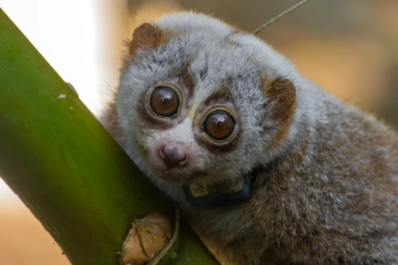 The Grim Reality of Wildlife Rescue: Release into the Wild Can Be a Death Trap for Endangered Species