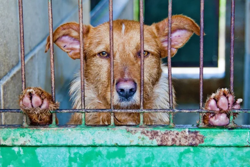 The Hidden Cost of No-Kill Policies PETA and Dr. Jeff Young Challenge the Ethics of Modern Animal Sheltering