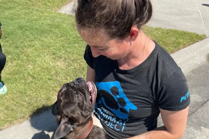 The Rescue of Pierre and the Growing Global Movement Against the Breeding of Breathing-Impaired Dogs