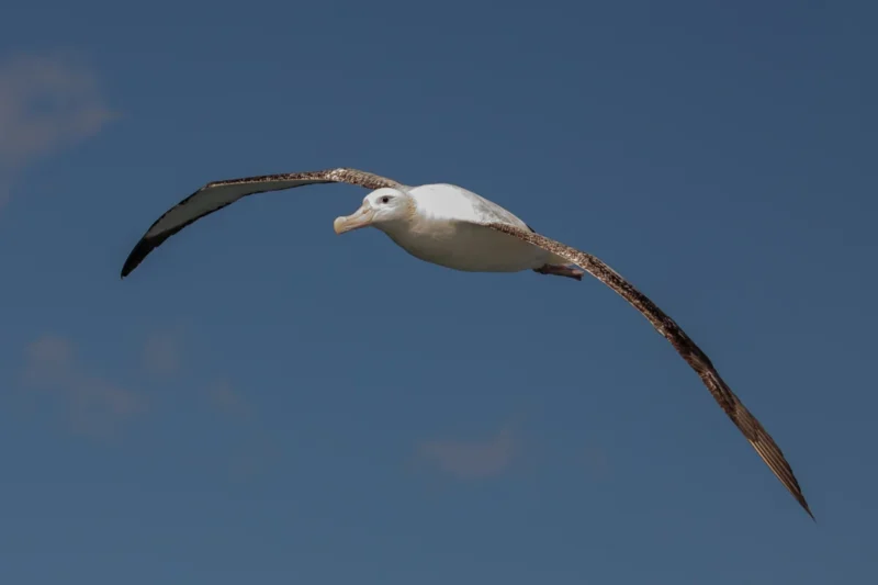 The Sky’s Giants: Masters of the Air with Wingspans That Defy Imagination