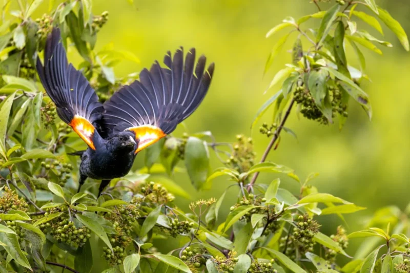 The Striking Allure and Ecological Significance of Black Birds Adorned with Red Wings
