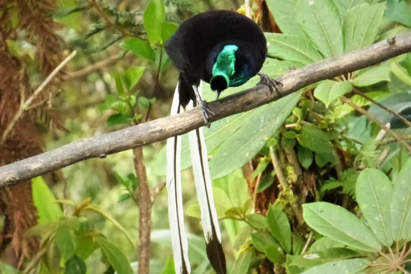 The Unforgettable Tails: How Avian Appendages Define Survival, Courtship, and Evolution