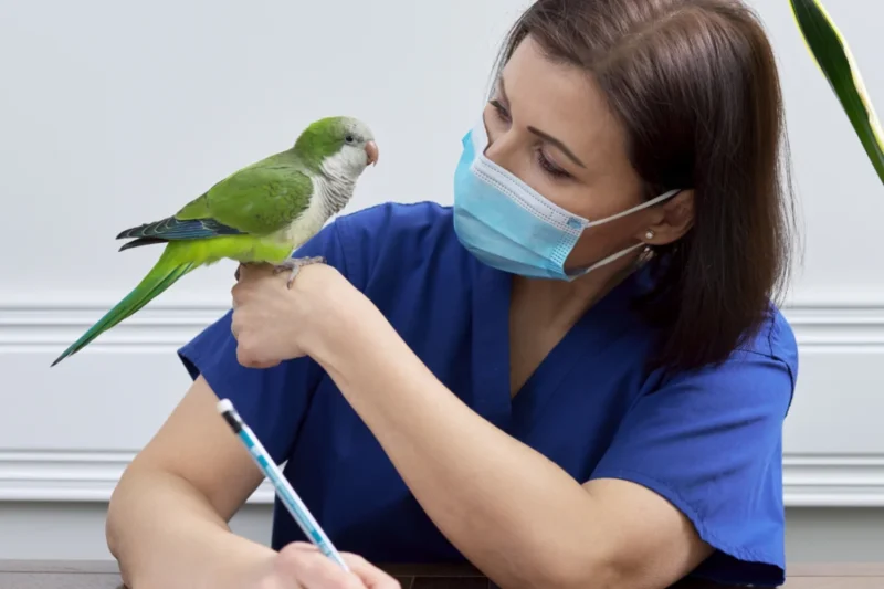 The Unveiled Truth: Decoding Foul Odors in Pet Birds and Safeguarding Avian Health