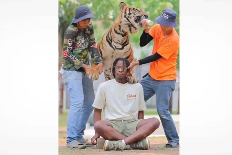 The Viral Cost of Social Media Fame and the Ethical Crisis of Tiger Tourism in Thailand