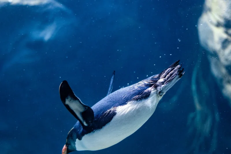 The Waddling Mystery: Unraveling the Hidden Anatomy of Penguin Knees and Their Role in Survival