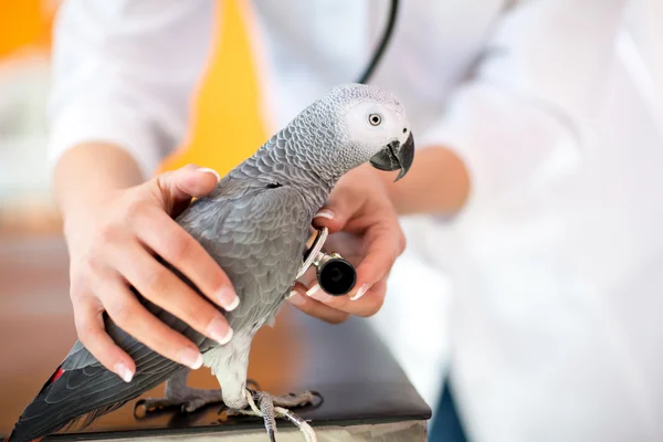 Understanding and Managing Hormonal Behavior in Pet Birds: A Comprehensive Guide