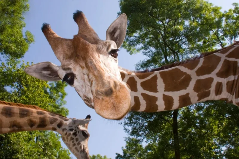University of Surrey and Marwell Wildlife Develop AI-Powered Camera Platform to Revolutionize Zoo Animal Welfare Monitoring