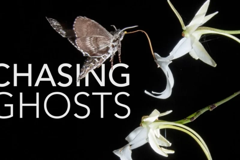 Unveiling the Secrets of the Swamp The Scientific Quest to Document the Ghost Orchids Rare Pollination Cycle