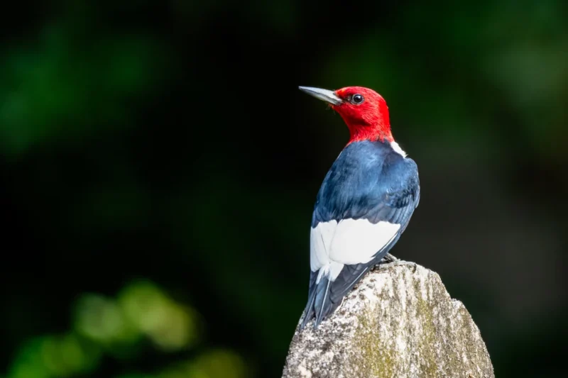 Virginia’s Avian Tapestry: An In-Depth Exploration of Its Most Common Woodpecker Species
