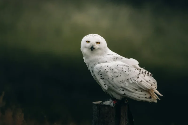 Virginia’s Enchanting Avian Predators: A Comprehensive Guide to the State’s Eight Owl Species