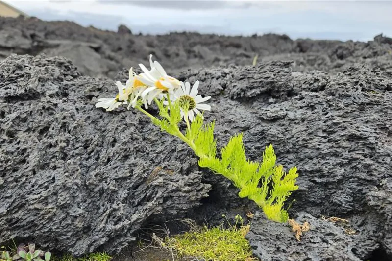 Volcanic Eruption Creates New Life: Birds Rewrite the Rules of Island Colonization