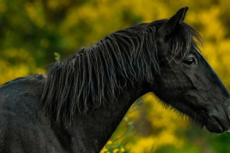 Washington State University Spares Eight Horses from Terminal Surgical Laboratories Following Advocacy Campaigns by PETA and Veterinary Groups