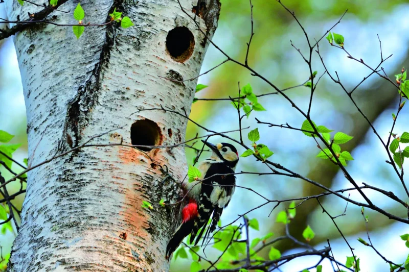 A Glimpse into Avian Architecture: HIH Princess Takamado Celebrates Nesting Season