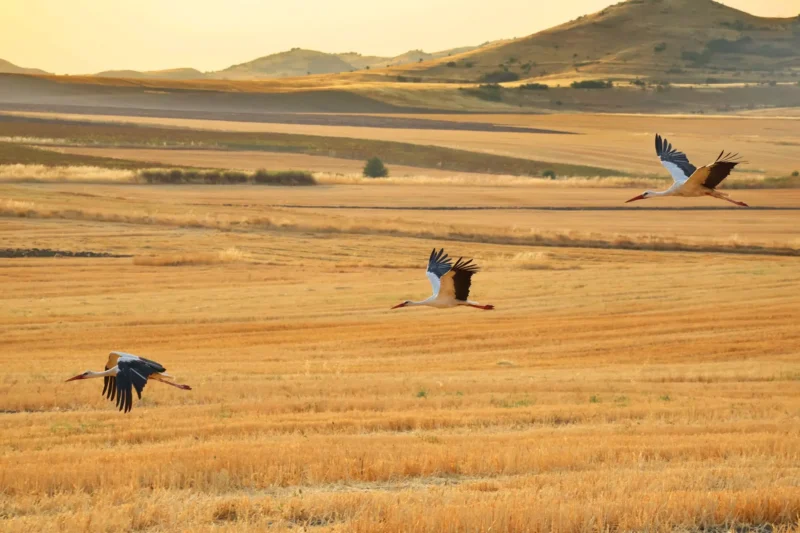 A Landmark &pound;7.5 Million Grant Fuels Critical Conservation Across the African-Eurasian Flyway
