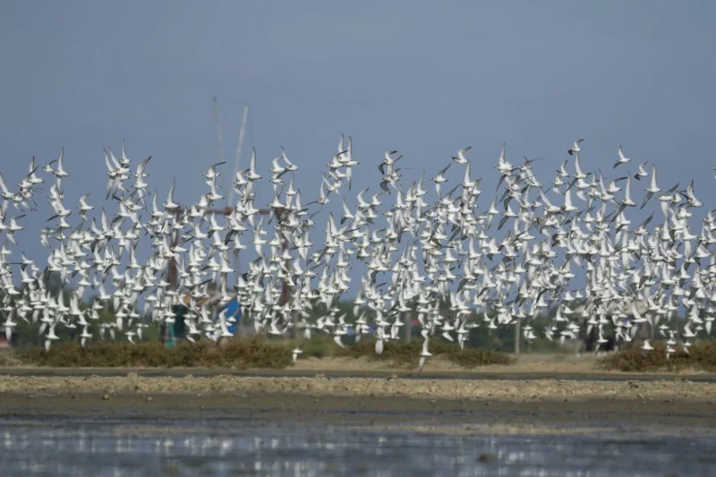 A Proposed Oil Refinery and Power Plant Threatens a Vital Avian Sanctuary and Coastal Community in Thailand